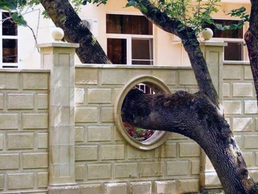 Cây lớn phong thủy trong nhà là điềm đại hung.