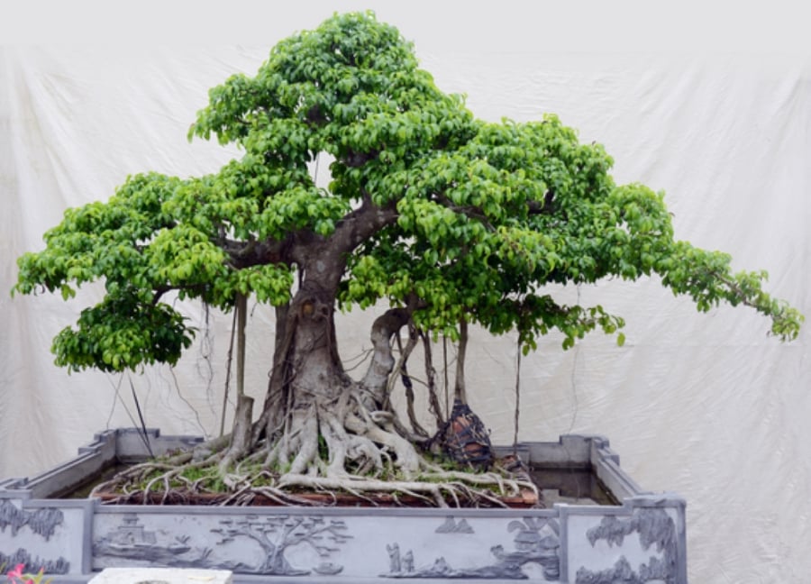 Cây si nằm trong Bộ Tứ Linh