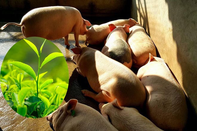 Tại vùng chè Thái Nguyên – nơi lá trà đã gắn bó với người dân hàng thế kỷ – giờ đây lại xuất hiện một cách ứng dụng mới: làm thức ăn bổ sung cho lợn
