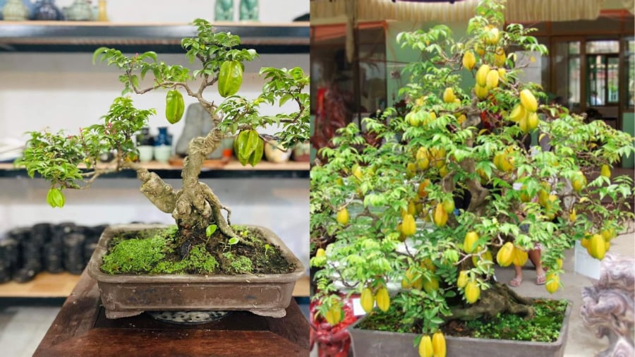 Trồng đúng cách cây khế trong chậu vẫn rất nhiều quả
