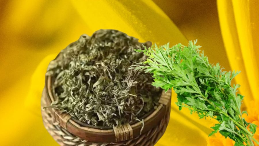 Ngải cứu giúp trừ tà