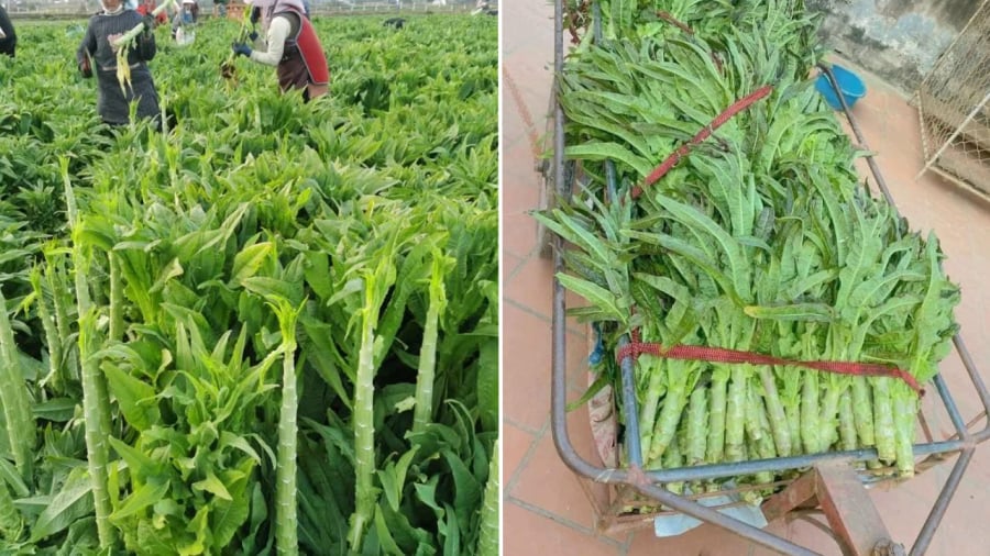 Cây rau tiến vua có thể cao tới 1 mét.