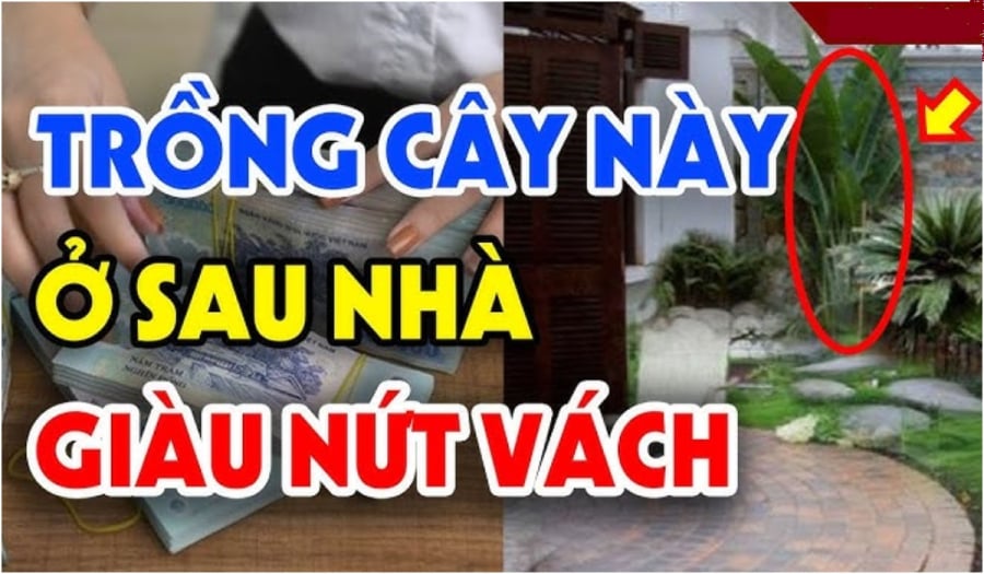 Những loại cây phong thủy nên trồng sau nhà