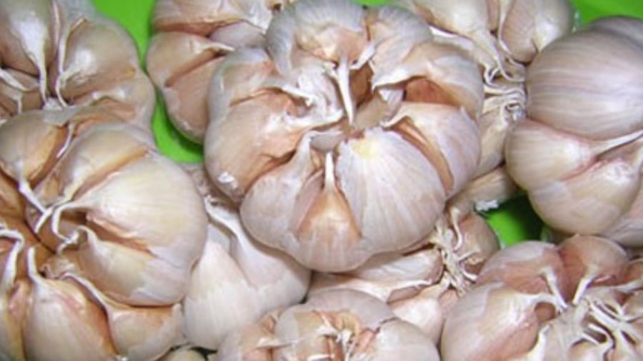 Chọn loại tỏi ngâm rất quan trọng