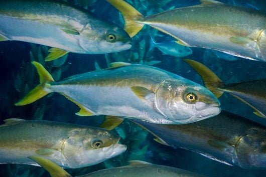 Loài cá ngọt thịt - ít xương - nhiều dinh dưỡng, Việt Nam nhân giống hàng loạt, Nhật Bản bán 1 triệu/kg