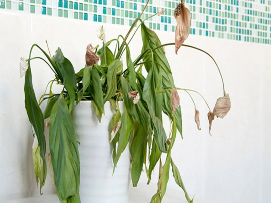 Nhiều người thích trồng cây trong nhà để hút sinh khí, thanh lọc không gian. Nhưng cây khô, cây héo, hoặc cây chết để lâu ngày sẽ tạo ra trường năng lượng âm, tượng trưng cho sự suy kiệt, lụi tàn, thiếu sức sống.    