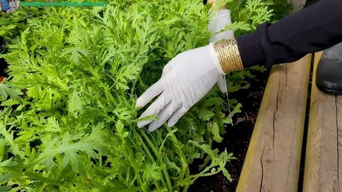 Loại rau nhúng lẩu giòn ngọt, bổ phổi mát gan, mọc đầy vườn không cần chăm bón