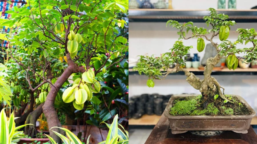 Cây khế nhỏ bonsai, trồng chậu làm cảnh đẹp