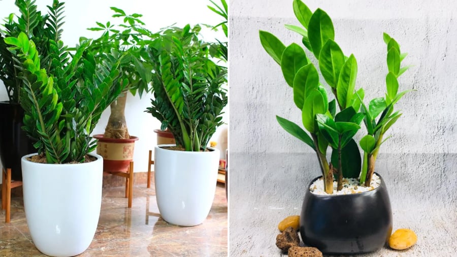 Người hợp mệnh trồng cây kim tiền có thể đón nhận nhiều may mắn, tài lộc.