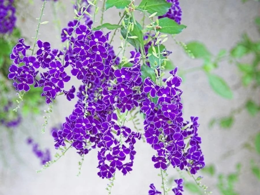 Hoa có màu tím từng chùm tuyệt đẹp