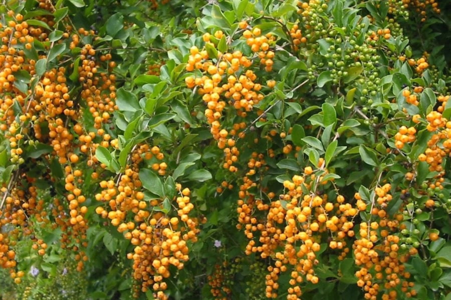 Gọi là cây giọt sương vàng vì quả của nó có màu vàng rực đẹp như chuỗi ngọc