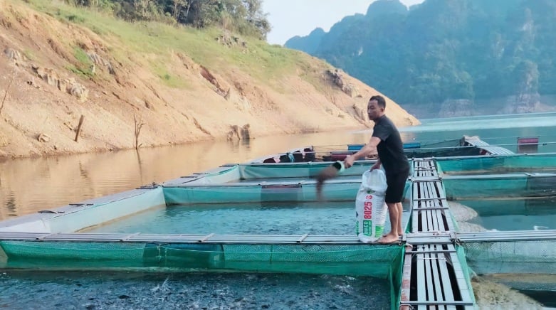 Nhờ lợi thế môi trường nước tự nhiên, giàu oxy và ít ô nhiễm, cá nuôi trong lồng phát triển khỏe mạnh, chất lượng thịt thơm ngon, được thị trường rất ưa chuộng.