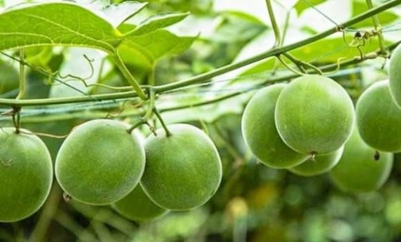 Điểm gây ấn tượng nhất ở la hán quả chính là vị ngọt “vượt trội” – gấp đến 300 lần so với đường mía thông thường. 