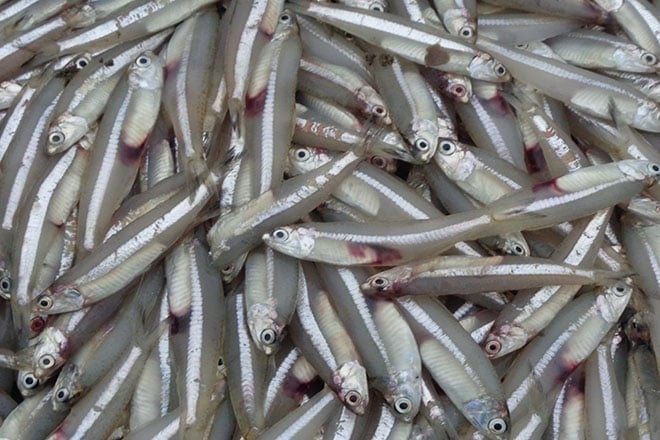 Cá cơm là loại cá nhỏ, thân mảnh, thường sống gần bờ biển.