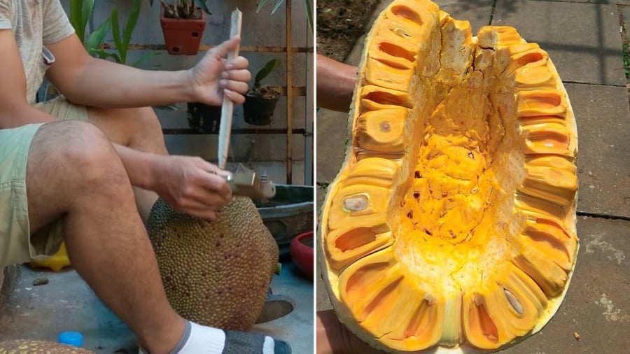 Đóng cọc vào mít giúp mít nhanh chín hơn.