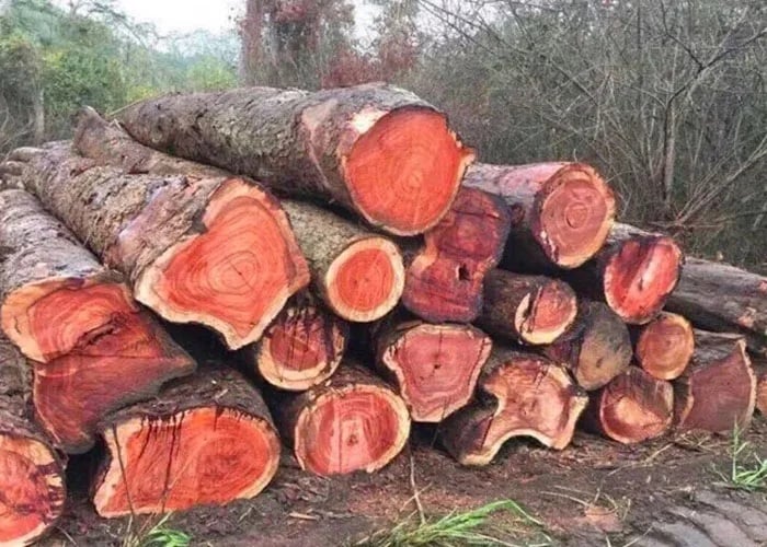 Cẩm lai luôn là lựa chọn hàng đầu trong chế tác nội thất cao cấp, từ bàn ghế, tủ kệ đến các sản phẩm mang tính phong thủy.