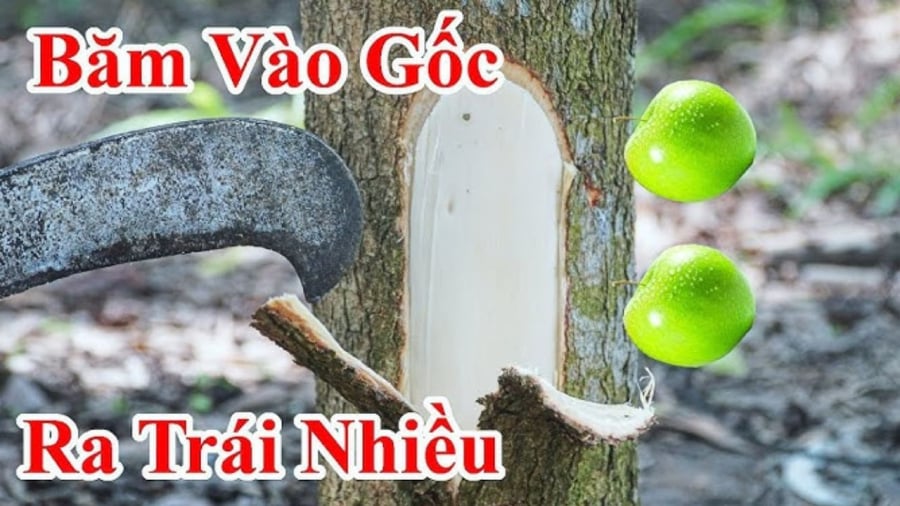 Khảo Cây Lấy Quả là một tập tục dân gian từng tồn tại ở một số vùng quê Bắc Bộ.