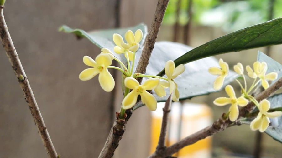Mộc hương thu hút tài lộc