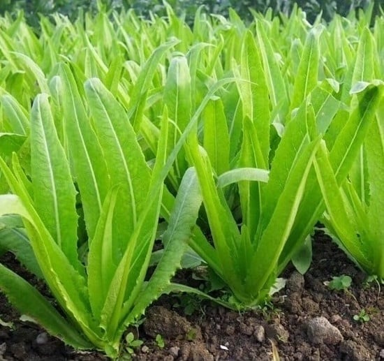 Rau diếp thơm là nguồn thực phẩm giàu dinh dưỡng, đặc biệt có lợi cho trẻ em, người cao tuổi và phụ nữ tiền mãn kinh. 