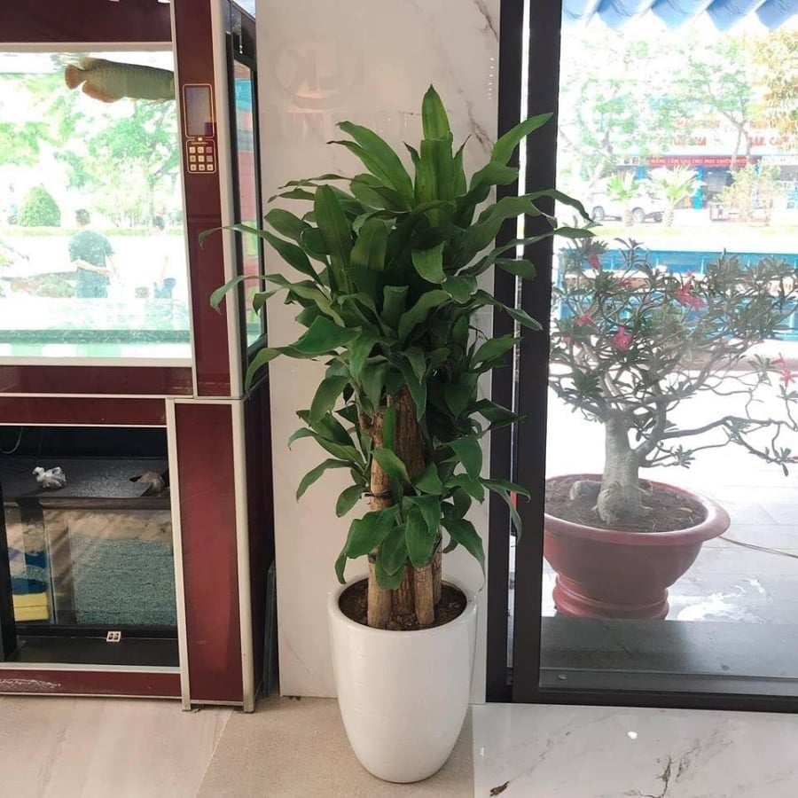 Cây phát tài, hay còn gọi là cây phát lộc, từ lâu đã được xem là biểu tượng phong thủy của sự giàu sang và sung túc.