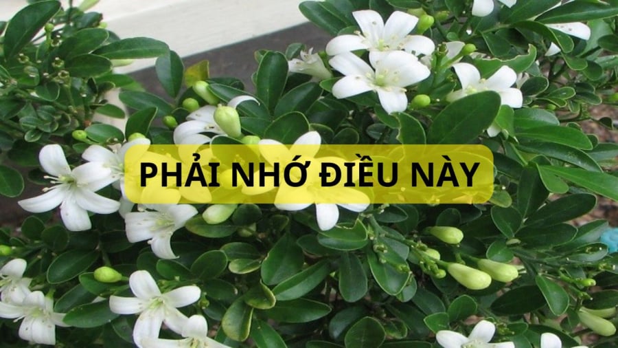 Cây nguyệt quế cảnh ở Việt Nam