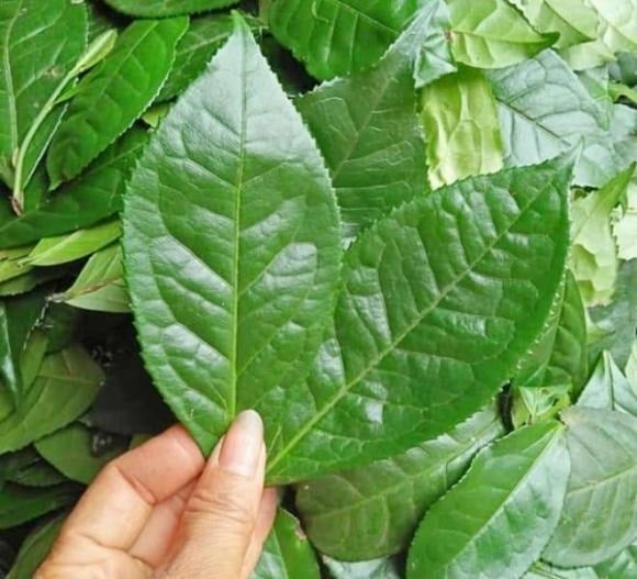 Chè xanh tươi không chỉ nổi tiếng với khả năng thanh nhiệt, giải độc mà còn giàu chất chống oxy hóa mạnh như catechin.