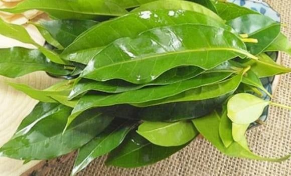 Lá vối có vị đắng nhẹ và tính mát, là thức uống giải khát quen thuộc của người Việt.