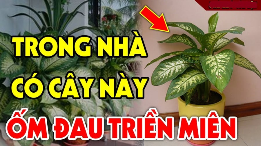 Cây không nên trồng