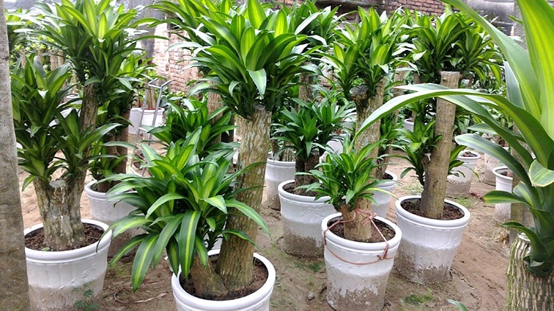Thiết Mộc Lan là loại cây cảnh thân gỗ, có lá xanh bóng, dài, mọc thành chùm