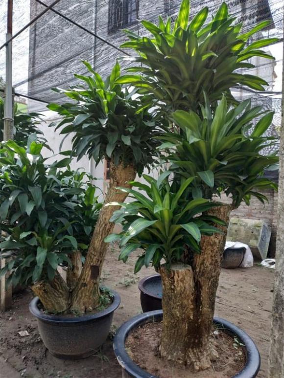 Theo quan niệm phong thủy, cây Thiết Mộc Lan thuộc hành Mộc
