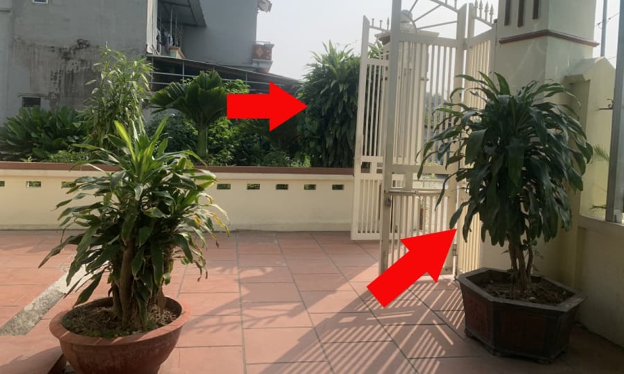 Có nên trồng cây Thiết Mộc Lan trước cửa nhà không?