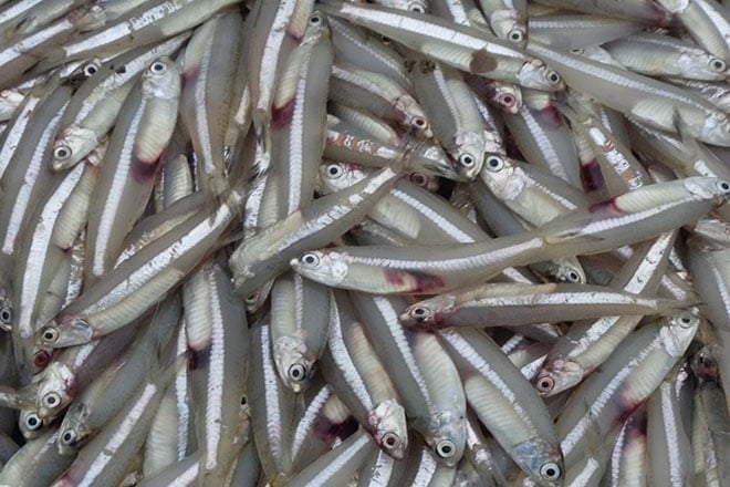 Cá cơm là loại cá nhỏ, thân mảnh, thường sống gần bờ biển.