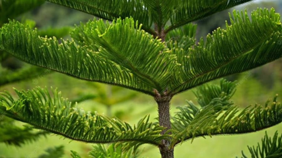 Cây bách trồng ở nghĩa trang không nên trồng trước nhà