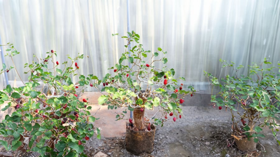 Cây dâu tằm bị cho là âm khí cực mạnh
