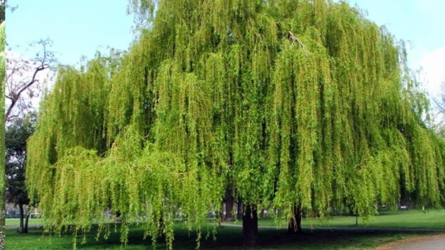Cây liễu mang vẻ u buồn
