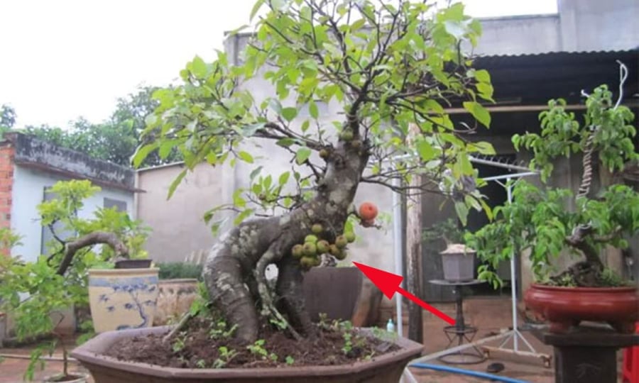 Phong thủy cho rằng, người tuổi Mùi trồng cây sung gần phòng khách hoặc lối đi chính sẽ gặp “thiên thời địa lợi”, mở rộng quan hệ làm ăn, tăng cường may mắn và tạo nền tảng vững chắc về tài chính.
