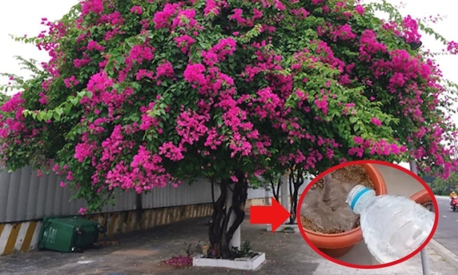 Theo chia sẻ của nhiều nhà vườn có kinh nghiệm, muốn hoa giấy trổ nụ kín cành và bung nở rực rỡ quanh năm, chỉ cần bổ sung 1 thìa nước “thần kỳ” sau đây – công thức đơn giản mà cực kỳ hiệu quả.