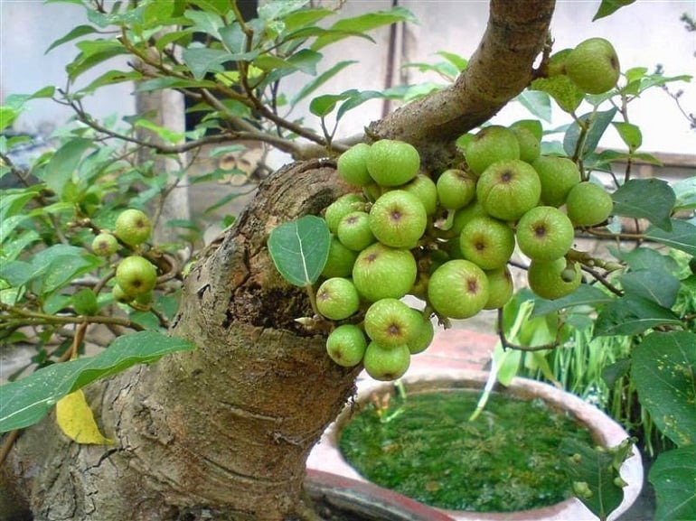 4 tuổi hợp nhất trồng sung, Tiền - Tài lũ lượt kéo về tận cửa