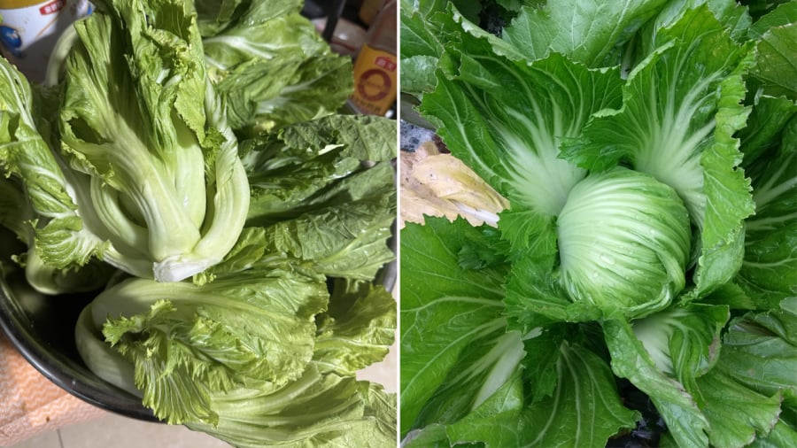 Cải bẹ xanh có chứa lượng canxi dồi dào.