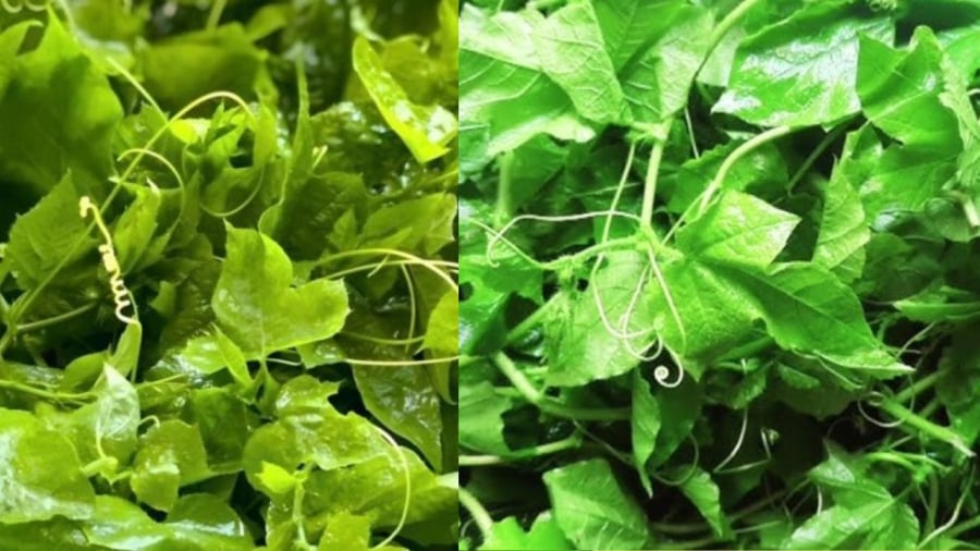 Rau lạc tiên leo như ngọn bí, su su