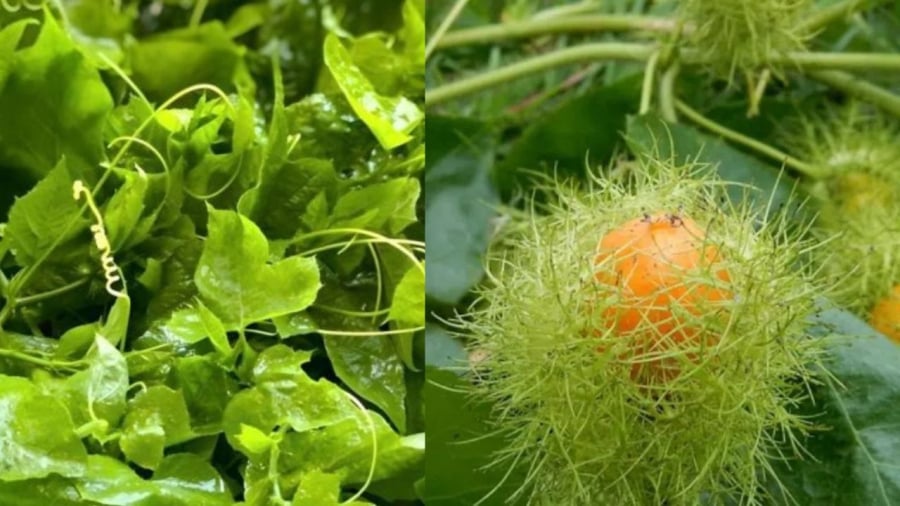 Rau lạc tiên vốn là rau dại nhưng giờ thành đặc sản