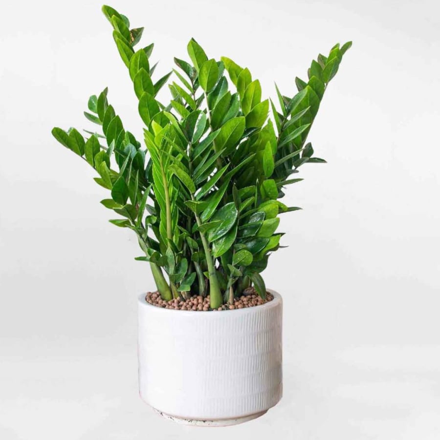 Cây kim tiền rất thích hợp trồng trong nhà