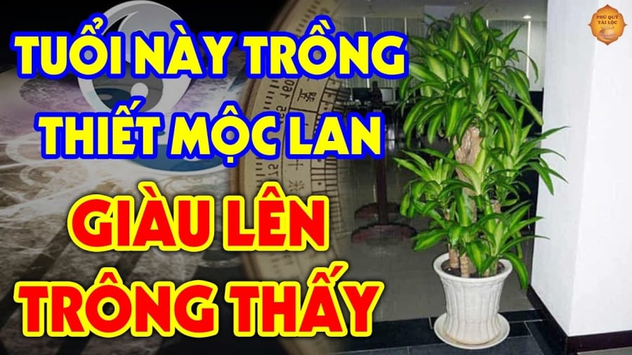 Theo phong thủy ngũ hành, cây thiết mộc lan hợp với người mệnh Mộc và mệnh Hỏa, không phù hợp với người mệnh Thổ.