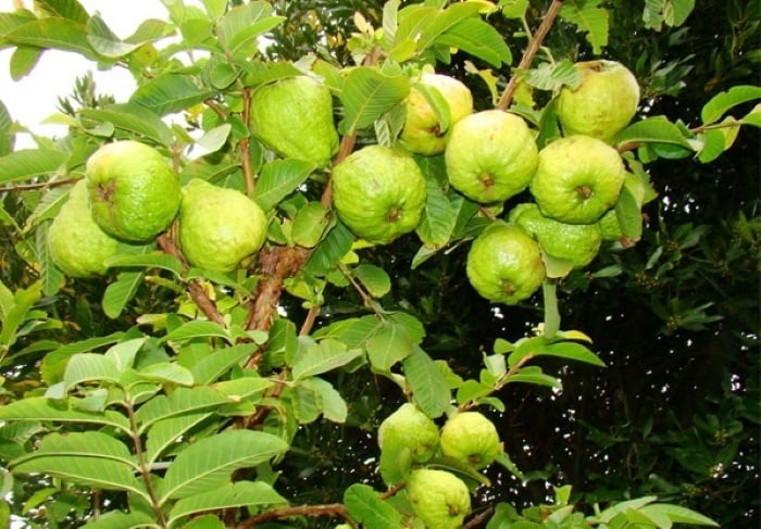 Ổi còn có rất nhiều tác dụng chữa bệnh.