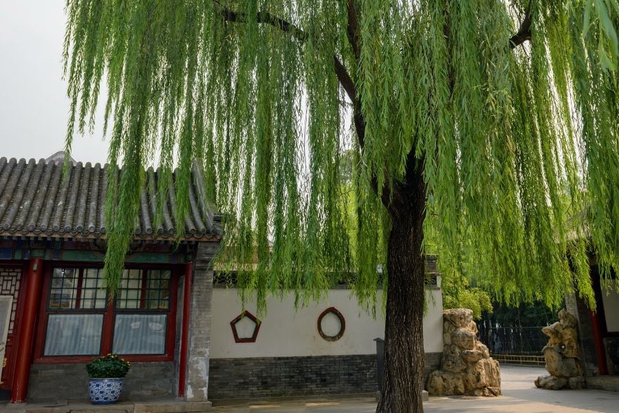 Những loại cây này trồng trước nhà nghèo khổ