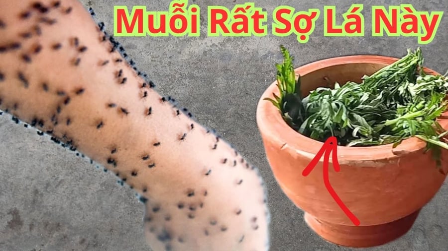 Lá ngải cứu sau khi được phơi khô, vò thành nắm nhỏ, có thể đặt vào bát sứ rồi châm lửa đốt. Hương thơm từ lá ngải cứu lan tỏa khắp không gian có tác dụng đuổi muỗi và khử mùi hôi hiệu quả.