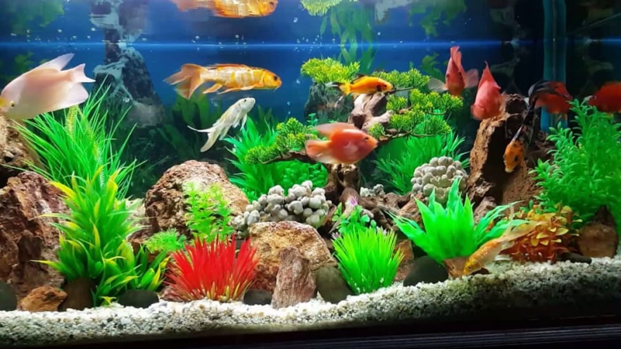 Cách đưa nước vào nhà đơn giản và thông dụng nhất hiện nay là bể cá cảnh.