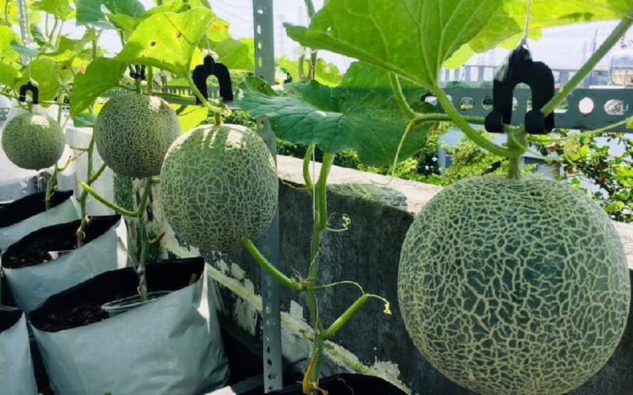 Dưa lưới có thể thu hoạch được