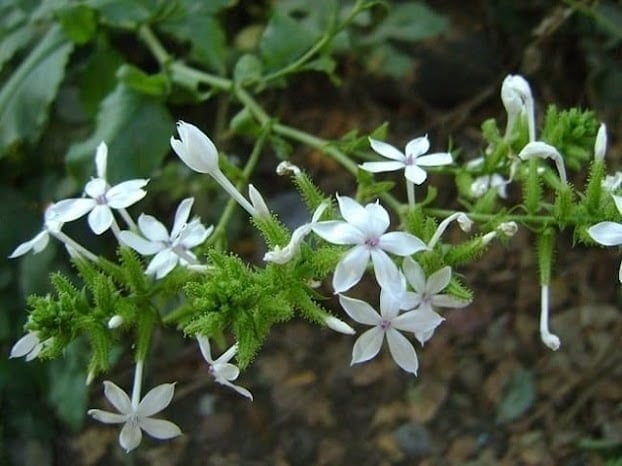 Chỉ cần nghe tên, ai cũng hình dung ngay đến bạch hoa xà với sắc trắng tinh khôi và dáng vẻ nhỏ nhắn, duyên dáng, khiến nhiều người yêu thích và chọn trồng trước sân nhà để trang trí. 