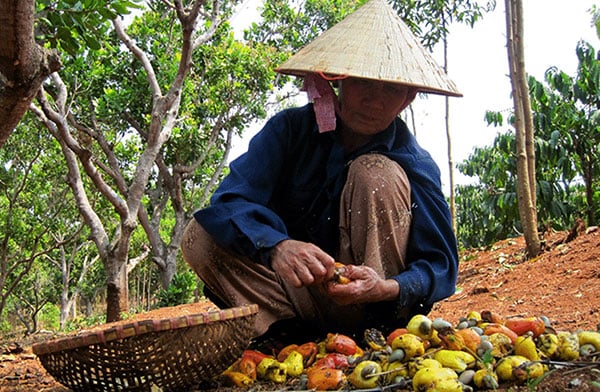 Nông dân Việt Nam thu hoạch điều – công đoạn đầu tiên tạo nên những hạt điều chất lượng chinh phục thế giới.